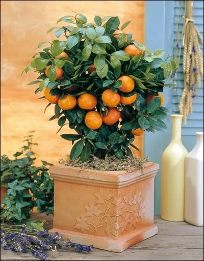 Quel est son besoin en arrosage ?