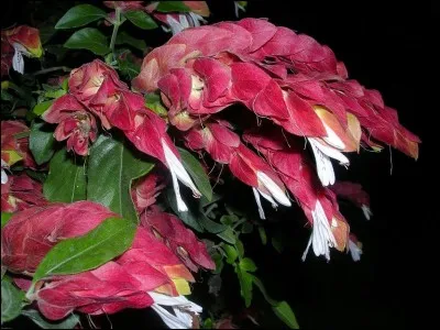 Quel est son besoin en luminosité ?