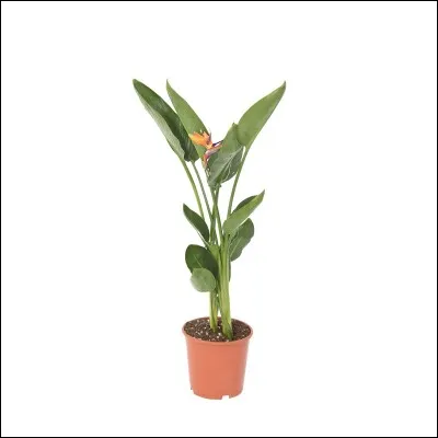 Quel est son substrat idéal ?