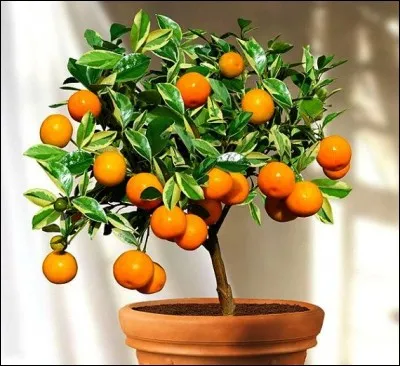 Quel est son substrat idéal ?