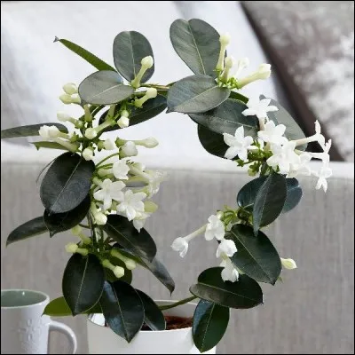 Quel est son nom français ?