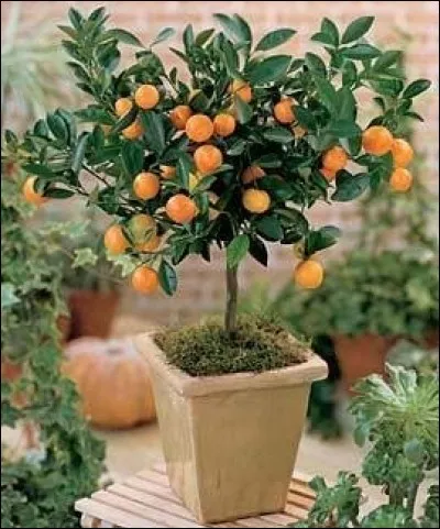 Quel est son nom français ?