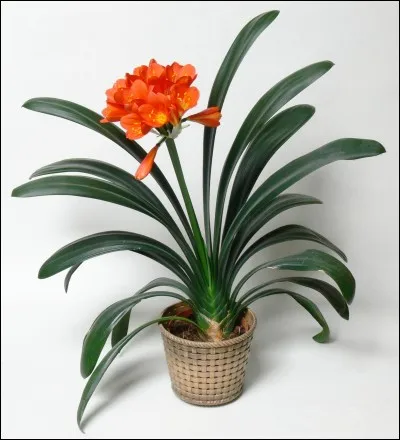 Quel est son nom français ?