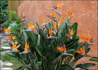 Quel est son nom français ?