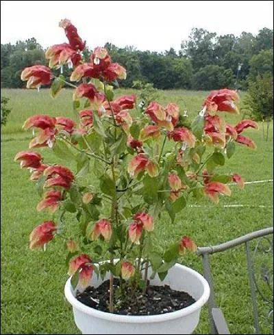 Quel est son nom français ?