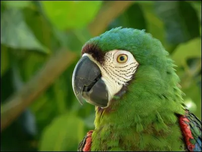 Sur la photo ci-dessus, s'agit-il d'un ara vert ?
