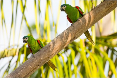 Comment s'appelle la plus petite espèce de perroquet,
du groupe des aras ?