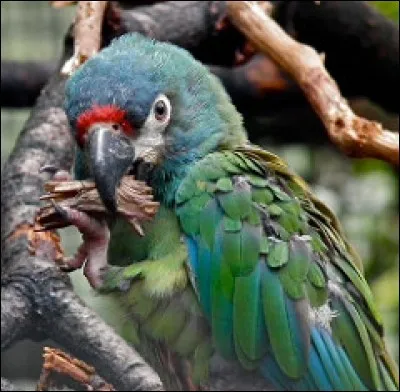 Quelle esp&egrave;ce d'ara cit&eacute; ci-dessous existe-t-elle vraiment ?