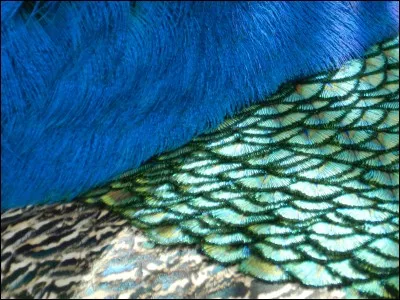 Sur la photo ci-dessus, le plumage correspond &agrave; celle d'un ara ?