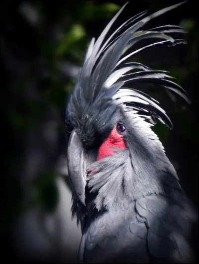 Sur la photo ci-dessus, s'agit-il d'une nouvelle esp&egrave;ce d'ara d&eacute;couvert r&eacute;cemment ?