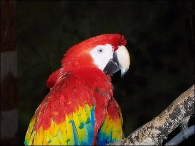 L'ara vit-il en Australie et est-il originaire d'Australie ?