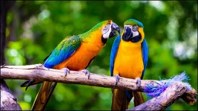 On trouve chez la plupart des aras de ph&eacute;notype sauvage,les couleurs principales suivantes :