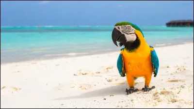 L'ara se nourrit principalement de :