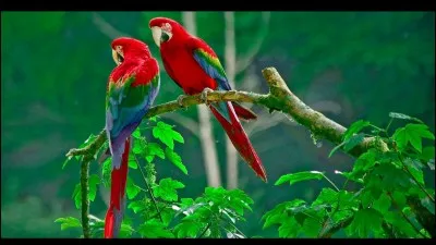 L'ara fait-il partie des mammif&egrave;res ?