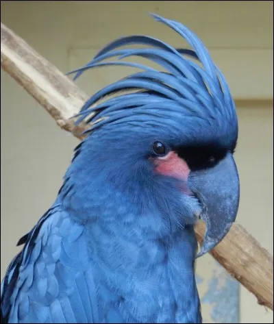 L'ara poss&egrave;de-t-il une huppe &eacute;rectile ?