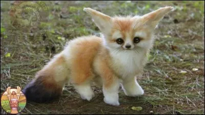 Son animal préféré est l'/le...