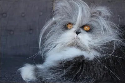 L'ami de Shrek, le Chat Potté, porte des poils ____ :