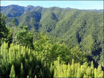 Le relief et le climat de La Palma lui permettent d'abriter une forêt exubérante située entre environ 800 et 1400 mètres d'altitude grâce au brouillard qui l'enveloppe régulièrement. Quel nom porte cette forêt presque unique au monde ?