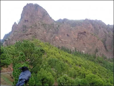 De quel type d'installation les sommets de La Palma, aux alentours du "Roque de los Muchachos", présentent-ils une importante concentration ?