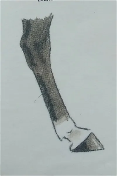 Comment s'appelle cette marque blanche ?