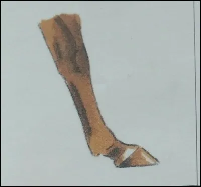 Comment s'appelle cette marque de balzane ?