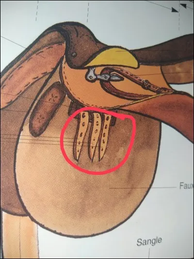 Comment s'appelle la partie entourée en rouge ?