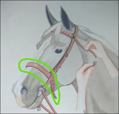 Comment s'appelle la partie du filet entourée en vert ?