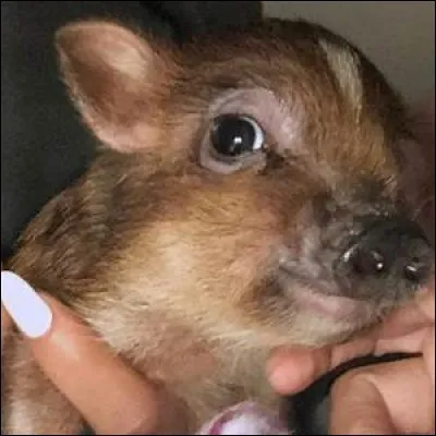 Comment s'appelle son cochon domestique ?