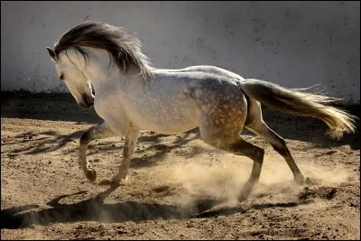 Le galop est une allure :
