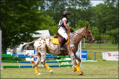 Qu'est-ce qu'un cheval qui galope de façon désunie ?