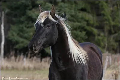 Combien y a-t-il de principale robes de chevaux ?