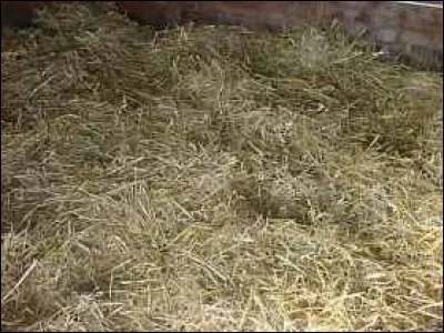 Laquelle de ces litières pour chevaux n'existe pas ?