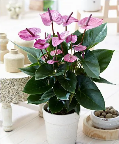 L'anthurium est symbole de...