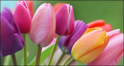 Quelle fleur fait passer un message de tendresse et est un symbole de beauté ?