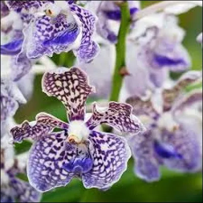 Les feux de l'amour sont caractérisés par...