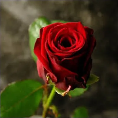 Quelle fleur exprime la pureté et la grandeur des sentiments ?