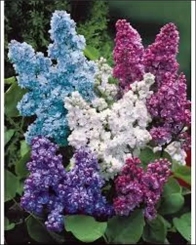 Les fleurs de l'amour sont : (plusieurs réponses)