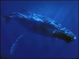 Une baleine bleue peut atteindre la masse de 170 tonnes, soit la masse de 25 éléphants.
