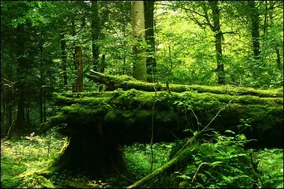 La forêt de Bialowieza, avec son grand troupeau de bisons et autres animaux sauvages, est partagée entre deux pays. Lesquels ?