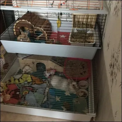Quelle est la notion de territoire pour un lapin en cage ?