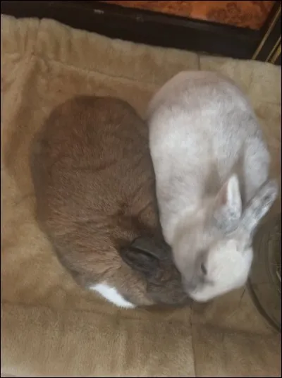 Quels sont les signes de dominance ?