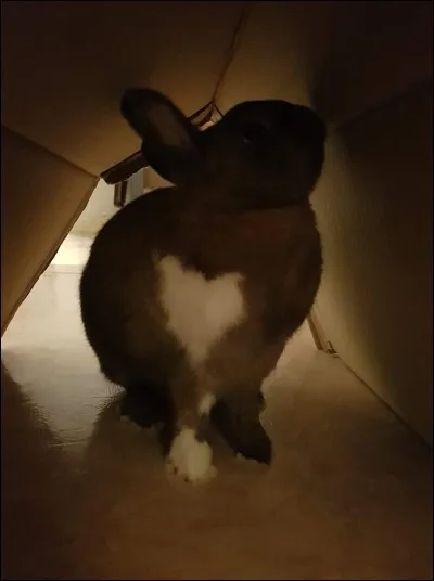 Que fait en général un dominant ?