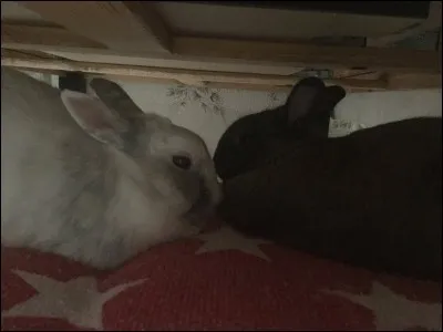 La rencontre dominant / dominé :