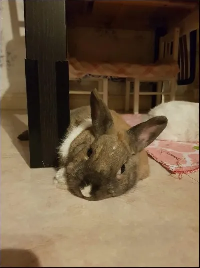 Les horaires de sieste :