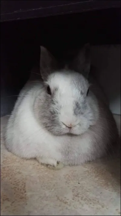 La sieste en position « poule » :