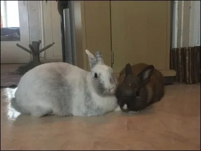 Le lapin stérilisé se comporte comme s'il ne l'était pas :