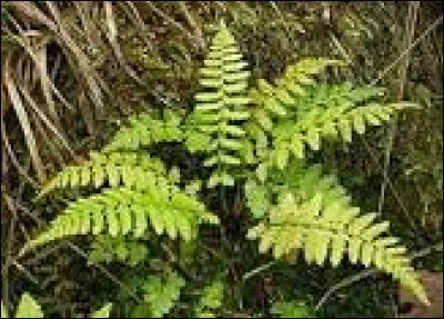 Dans quel pays est situé le lieu-dit "Taumatawhaakatanggihangakoautamateaturipuka'akapi-kimaungahoronukupokaiwhenuakitanatahu" ?