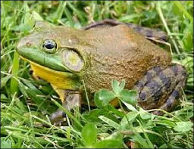 Quel est le nom de cette grosse grenouille ?