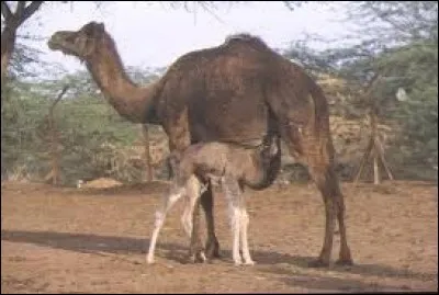 Un dromadaire de monte porte le nom de ...