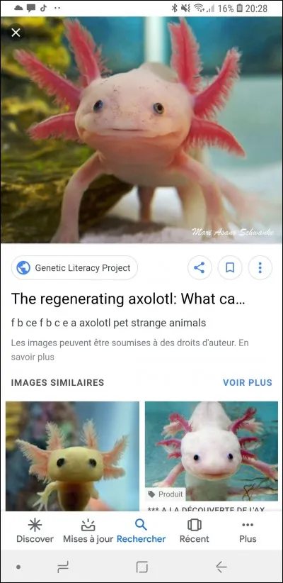 Cet axolotl est de quelle couleur ?